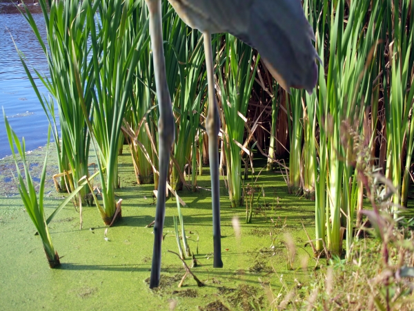 Creation of Life In The Wetlands: Step 2